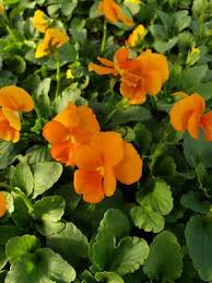Image result for Viola cornuta