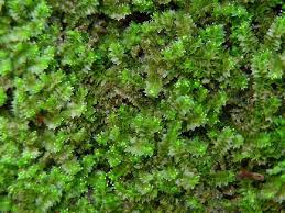 Attēlu rezultāti vaicājumam “Lophozia capitata”