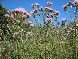 Attēlu rezultāti vaicājumam “Cirsium arvense flower”