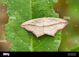 Attēlu rezultāti vaicājumam “Timandra comae”