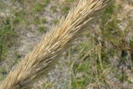 Attēlu rezultāti vaicājumam “Ammophila arenaria”