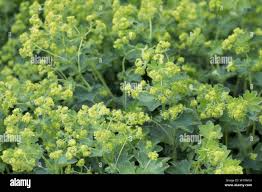 Image result for Frauenmantel