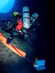 Image result for Mycteroperca olfax