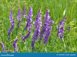 Attēlu rezultāti vaicājumam “Vicia tenuifolia”