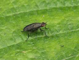 Attēlu rezultāti vaicājumam “Coremacera marginata”