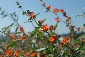 Attēlu rezultāti vaicājumam “Saelania glaucescens sporophyte”