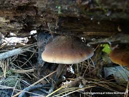 Attēlu rezultāti vaicājumam “Lentinellus ursinus”