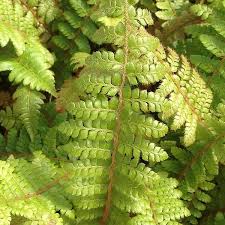 Attēlu rezultāti vaicājumam “Polystichum braunii”