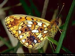 Attēlu rezultāti vaicājumam “Clossiana selene”