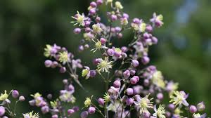 Attēlu rezultāti vaicājumam “Thalictrum”