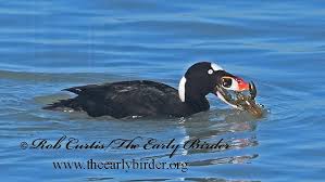 Image result for Melanitta perspicillata