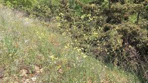 Attēlu rezultāti vaicājumam “Sisymbrium altissimum leaf”