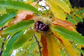 Attēlu rezultāti vaicājumam “Castanea sativa  leaf”