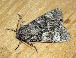 Attēlu rezultāti vaicājumam “Acronicta megacephala”