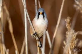 Attēlu rezultāti vaicājumam “Panurus biarmicus”