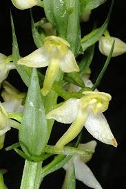 Attēlu rezultāti vaicājumam “Platanthera chlorantha flower”