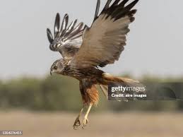 Attēlu rezultāti vaicājumam “Circus aeruginosus”