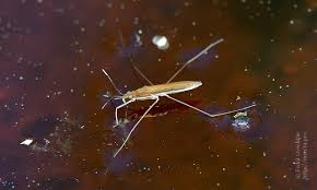 Attēlu rezultāti vaicājumam “Limnoporus rufoscutellatus”