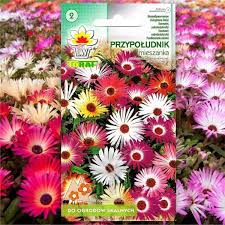 Image result for Mesembryanthemum criniflorum