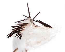 Attēlu rezultāti vaicājumam “Dypterygia scabriuscula”