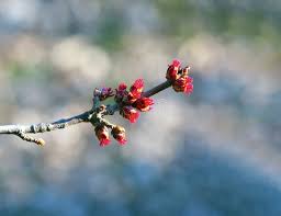 Attēlu rezultāti vaicājumam “Acer saccharinum flower”