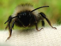 Attēlu rezultāti vaicājumam “Psithyrus sylvestris”