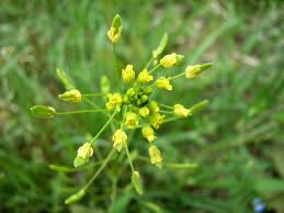 Attēlu rezultāti vaicājumam “Draba nemorosa fruit”