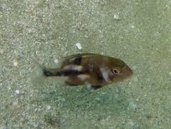 Image result for Chrysoblephus laticeps