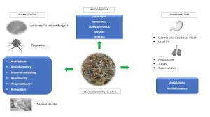Attēlu rezultāti vaicājumam “Cetraria sepincola”