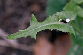 Attēlu rezultāti vaicājumam “Sonchus oleraceus leaf”