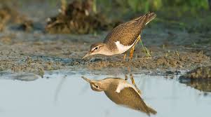 Attēlu rezultāti vaicājumam “Actitis hypoleucos”