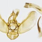 Attēlu rezultāti vaicājumam “Eupithecia venosata”