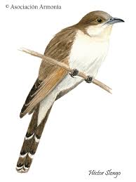 Image result for Coccyzus erythropthalmus