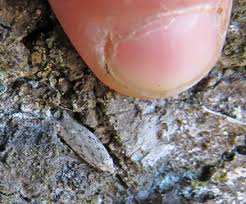 Attēlu rezultāti vaicājumam “Anacampsis blatariella”