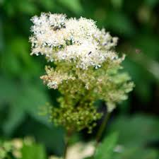 Attēlu rezultāti vaicājumam “Filipendula ulmaria  flower”