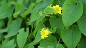 Attēlu rezultāti vaicājumam “Thladiantha dubia”