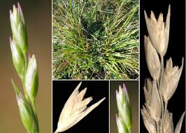 Attēlu rezultāti vaicājumam “Danthonia decumbens”