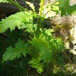 Attēlu rezultāti vaicājumam “Carduus crispus leaf”