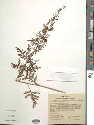 Image result for Artemisia gmelinii