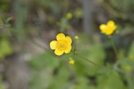 Attēlu rezultāti vaicājumam “Ranunculus lanuginosus leaf”