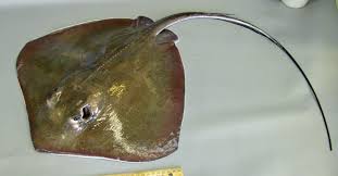 Image result for Hypanus americanus