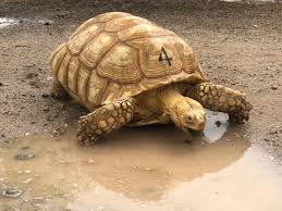 Attēlu rezultāti vaicājumam “Laurilia sulcata”