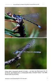 Attēlu rezultāti vaicājumam “Coenagrion armatum male”