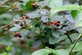 Attēlu rezultāti vaicājumam “Rubus nessensis”