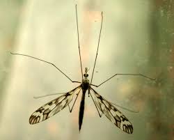 Attēlu rezultāti vaicājumam “Tipulidae”