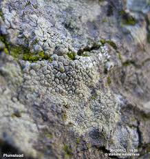 Attēlu rezultāti vaicājumam “Pertusaria leioplaca”