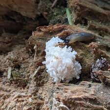 Attēlu rezultāti vaicājumam “Stemonitis axifera var. smithii macro”