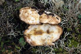 Attēlu rezultāti vaicājumam “Postia fragilis”