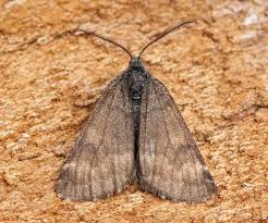 Attēlu rezultāti vaicājumam “Archiearis parthenias”