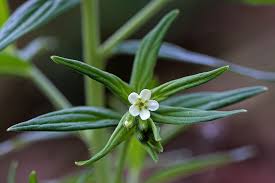 Attēlu rezultāti vaicājumam “Lithospermum officinale”